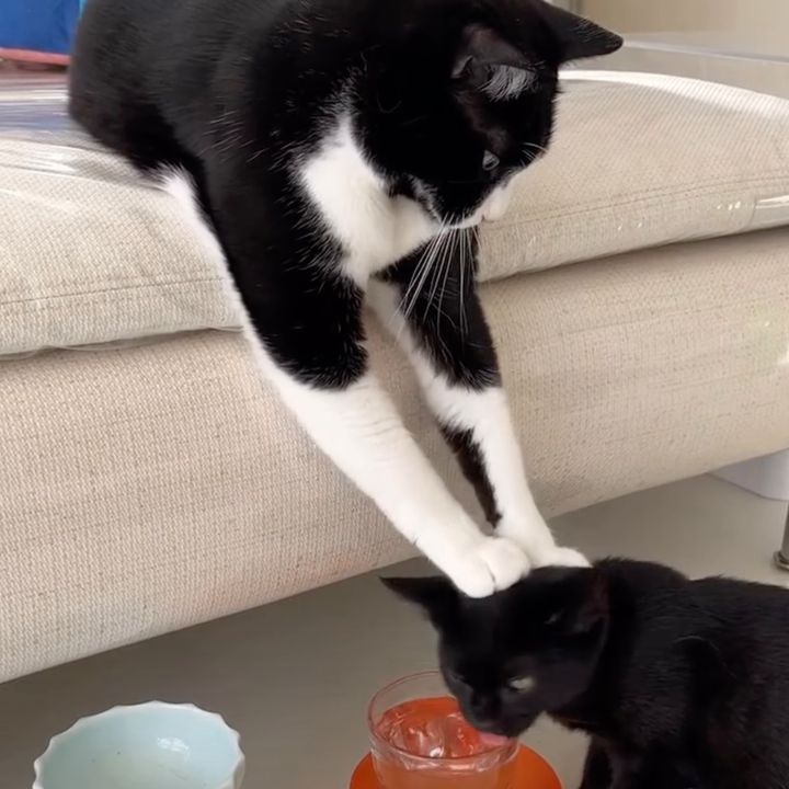 「いいから飲め」と勧める猫、年長者らしい世話焼きスタイル