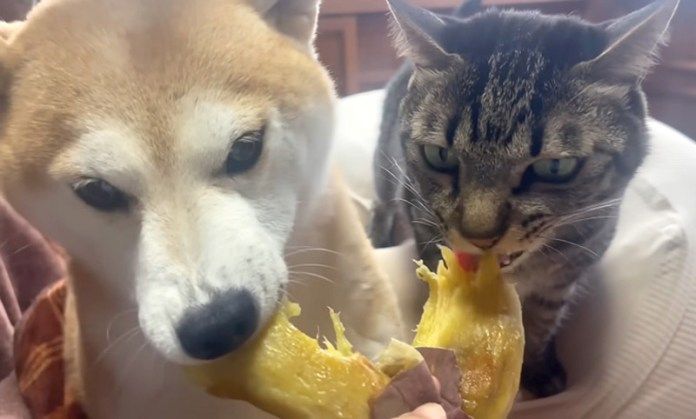 お芋を食べる犬と猫