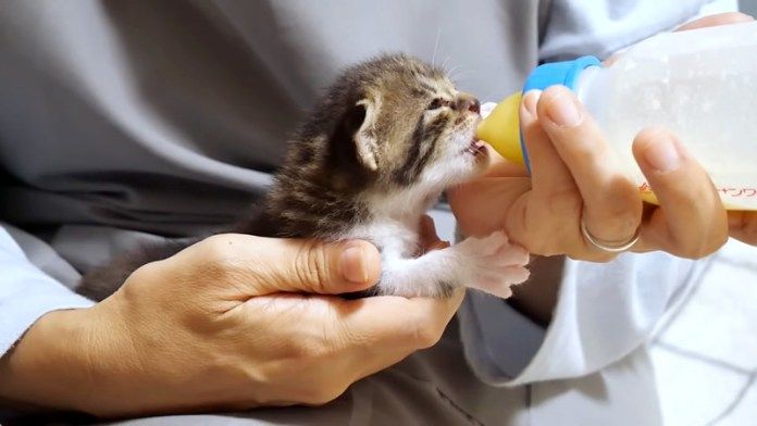 ミルクを飲む子猫