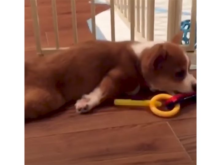 理由が謎すぎる！ ぺた〜んと急に脱力しちゃうクセがあるコーギー子犬。