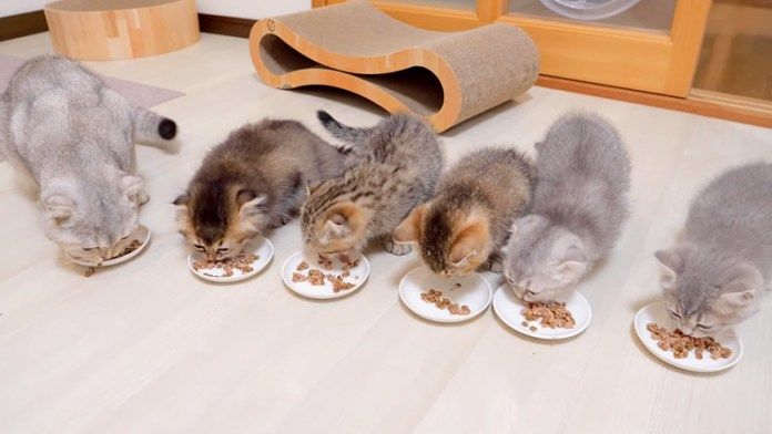 ご飯を食べる子猫達