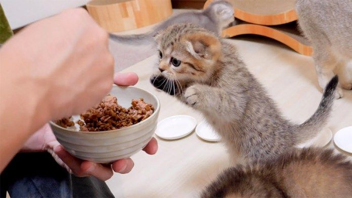 ご飯が食べたい子猫