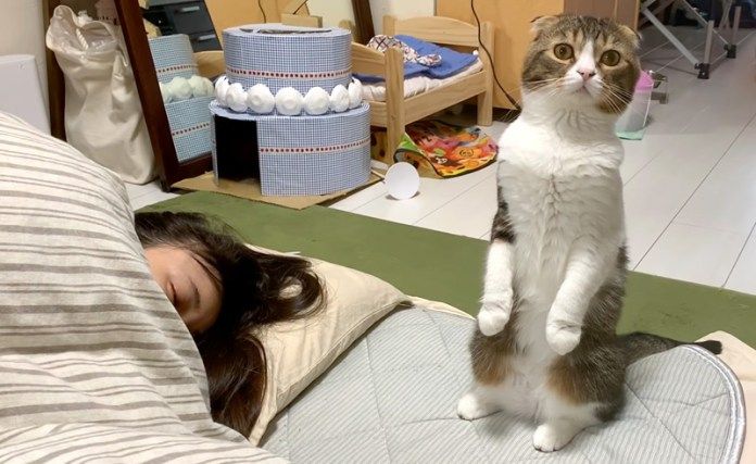 立ち上がる猫