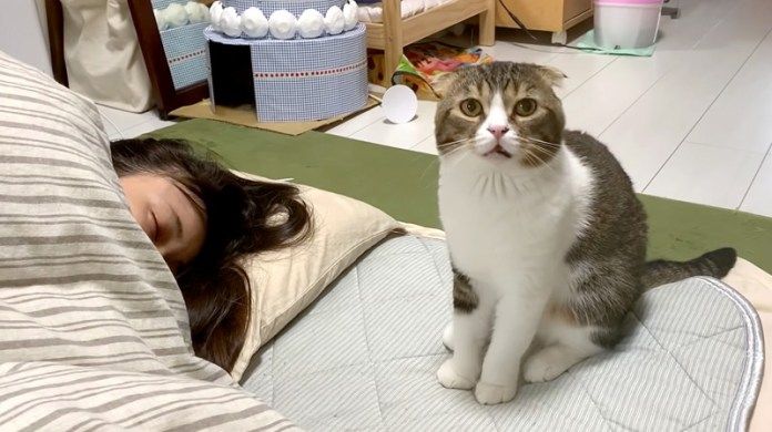 ママに起きて欲しい猫