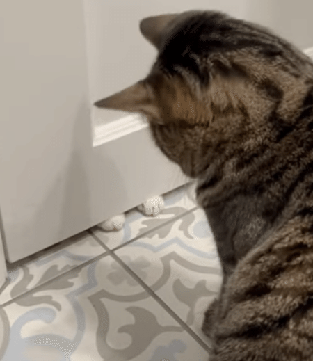 ドアの隙間から見える友達を助けたい猫さん。 クリームパンのお手手を握ろうと頑張る！