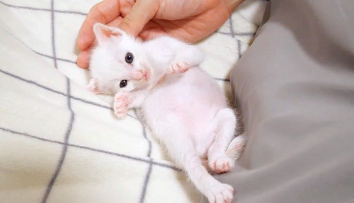 養育主さんの隣で横になる子猫