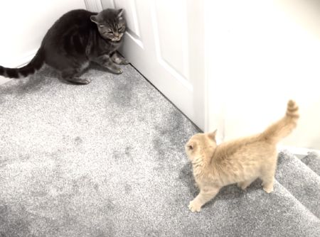 「子猫には階段登れないだろぅ？」得意げだった先輩猫だけど