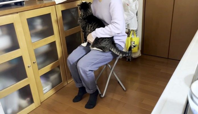 抱っこされる猫