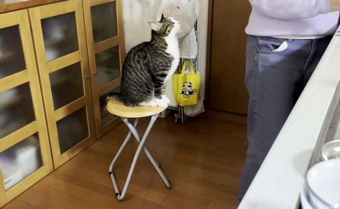 モジモジする猫