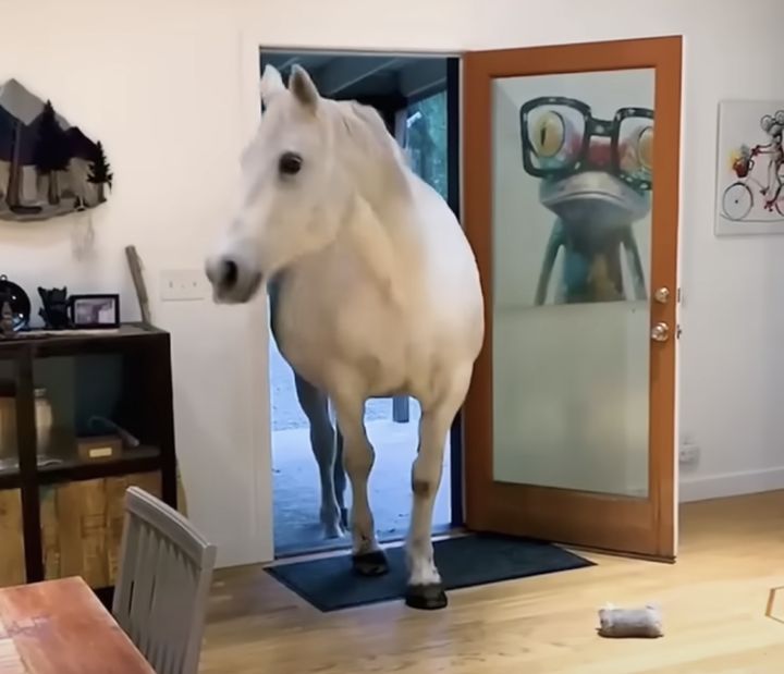 ただいまー！ 玄関からしれっと入ってくる白馬！
