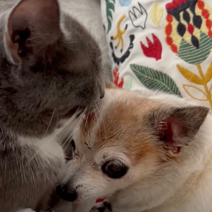 ピーキーなチワワと懲りずにつきあう猫、尽きることない優しさに満ち