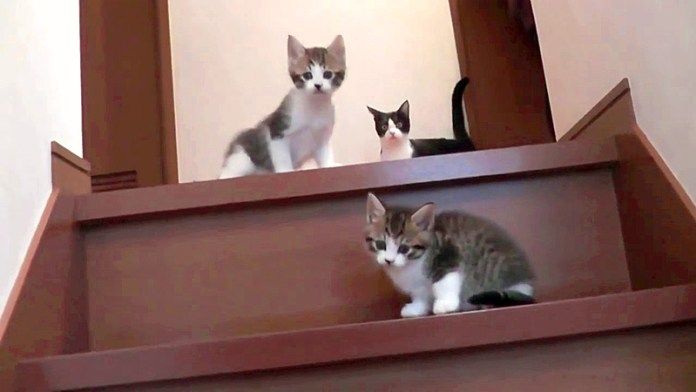 階段に興奮する子猫達