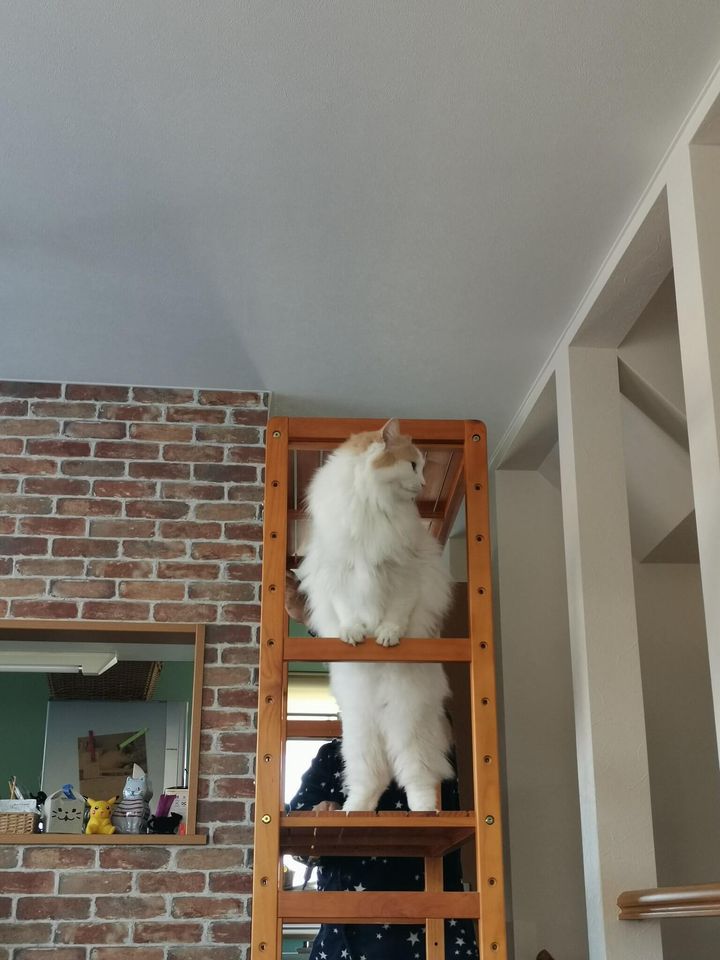 ラグドールの麦（バク）ちゃん