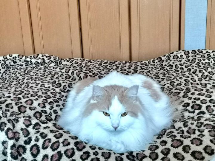 液体のように平べったくなってしまった猫の写真