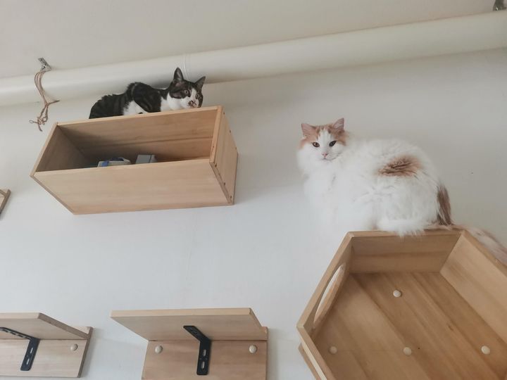 キジ白猫のくるみちゃんと、ラグドールの麦（バク）ちゃん