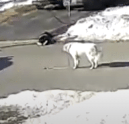 飼い主の命を救ったヒーロー！ 愛犬の賢い行動に驚き！