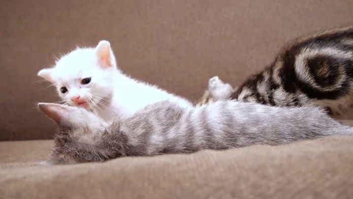 子猫を起こす子猫