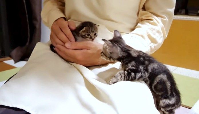 子猫が気になる子猫