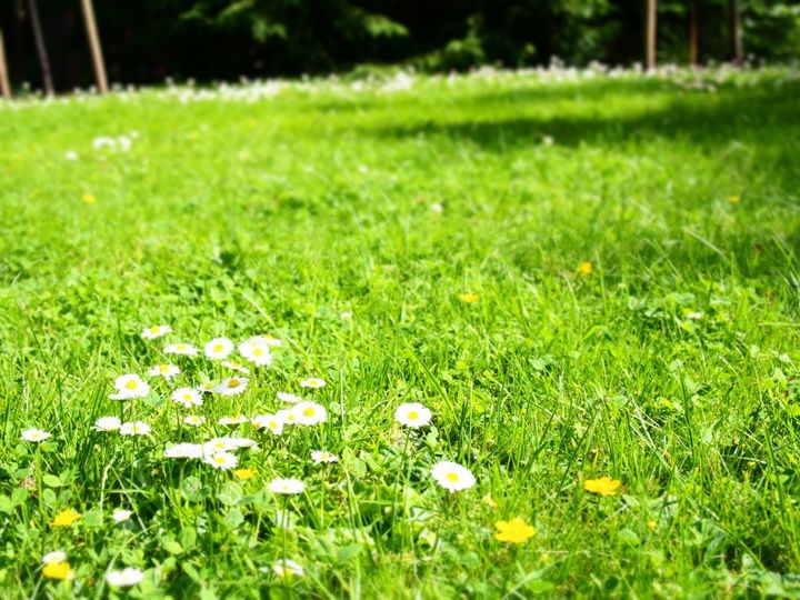 お土産・ギフト・お祝い・なんでもOK！岐阜県ツバメヤの「ツバメあんこサブレ」セット【旅するデザイナーがおすすめする旅先でのお土産たち！】