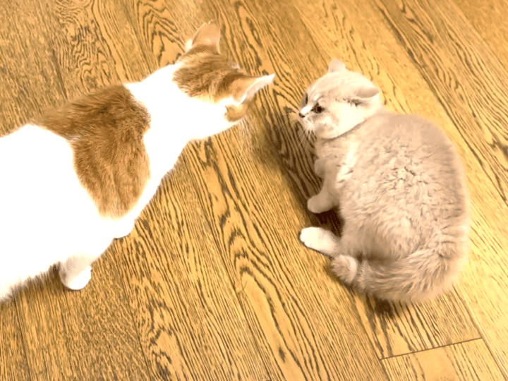 子猫ビクビク！ 先輩怖いにゃ