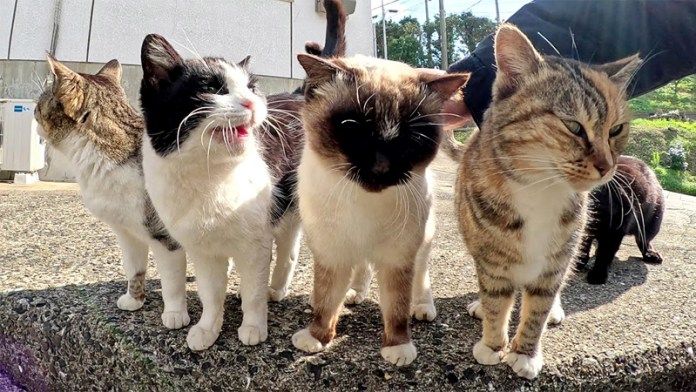 モフモフされたい猫達