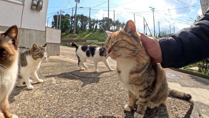 ナデナデされる猫