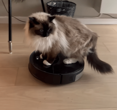 もうロボット掃除機は動くベッドだにゃ。機械に慣れすぎな猫さん。