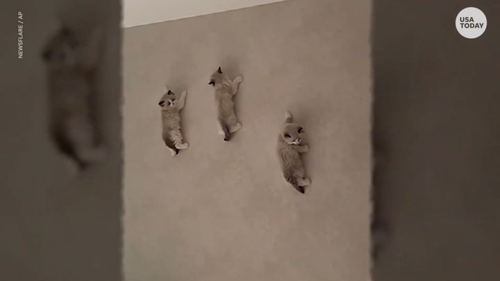 飼い主がドアを開けると壁に猫、母ちゃん来たぞといそいそ降りる