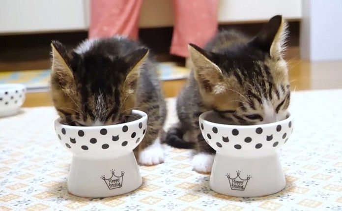 ご飯を食べる子猫達