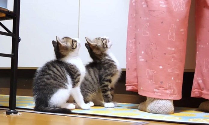 ご飯を催促する子猫達