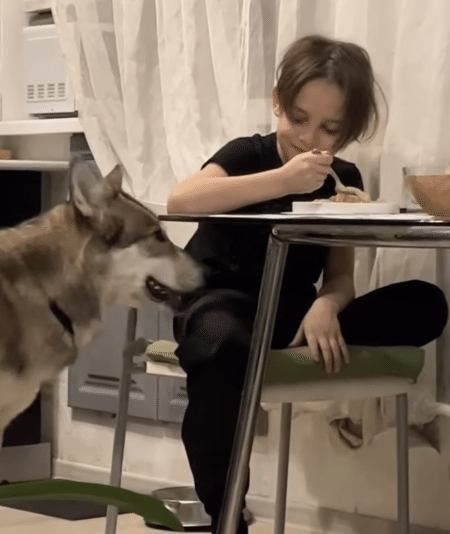 ハスキー「ごはんいいなぁ、おいしそうだなぁ」男の子に上目遣いでアピールする作戦！