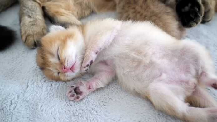 眠る子猫