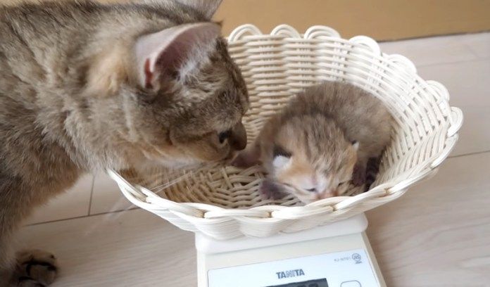 体重測定する子猫