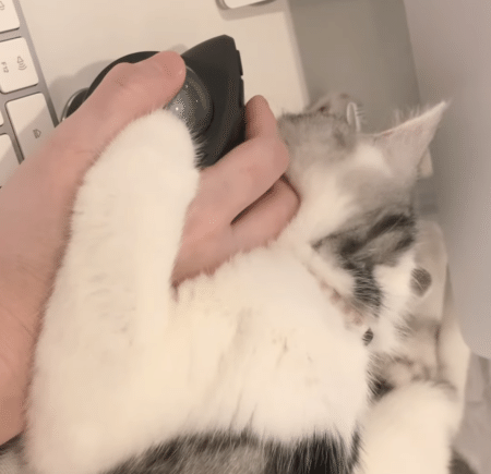 子猫が手を温めてくれてたら、きっと寒い日の仕事も頑張れる！