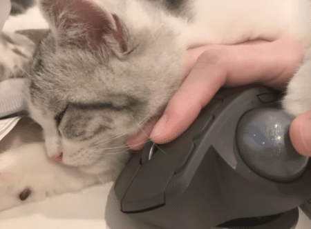 子猫が手を温めてくれてたら、きっと寒い日の仕事も頑張れる！