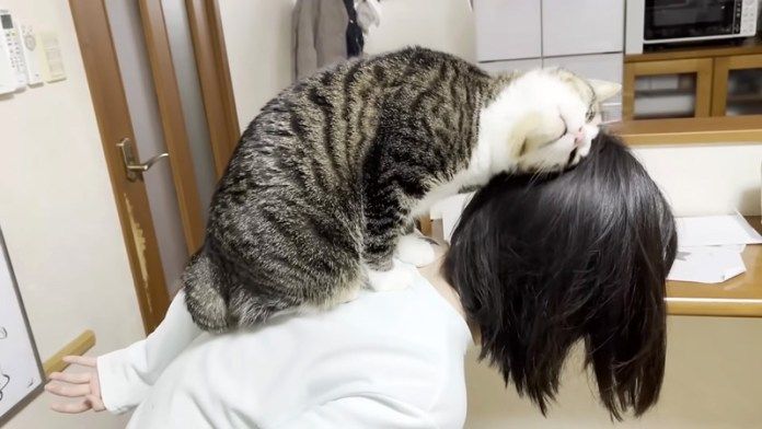 お姉ちゃんにスリスリする猫