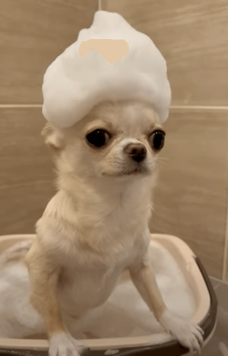 犬「お風呂で遊ばないでっ！」 頭の泡がぷるぷるる〜。