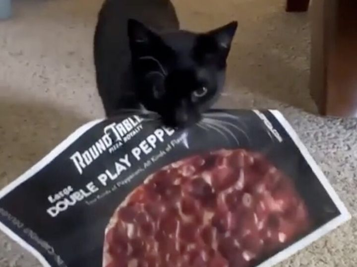 チーズバーガーがおすすめにゃ！ランチを勧めてくる猫さん。