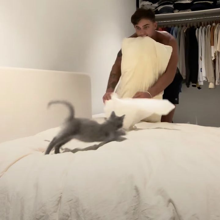 イケメンのベッドメークに興奮する猫、縦横無尽に八面六臂