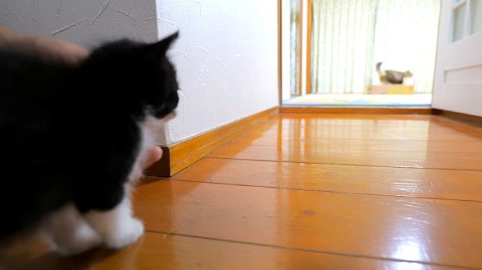 先住猫が気になる子猫