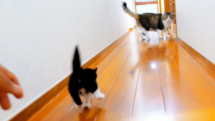 先住猫に突撃する子猫