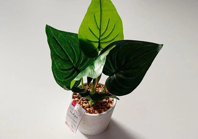 ダイソーのリーフポット（グリーン）