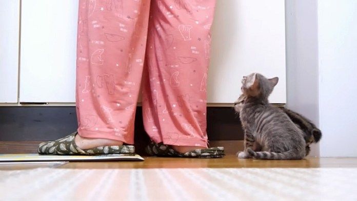 ご飯が待ちきれない子猫達