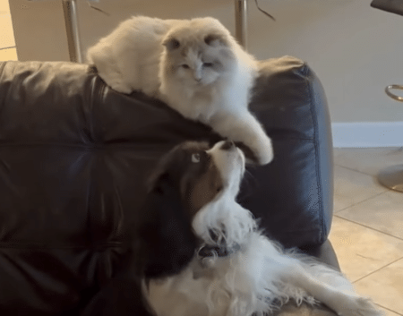 同居犬たちへのイタズラが好きな猫さん、背後からこっそり