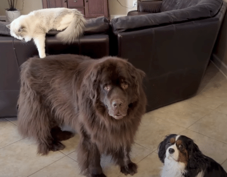 同居犬たちへのイタズラが好きな猫さん、背後からこっそり