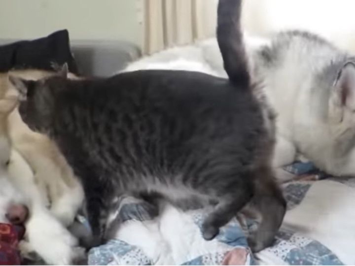 シベリアンハスキーと一緒に昼寝をしたいネコ