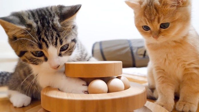 オモチャで遊ぶ子猫達