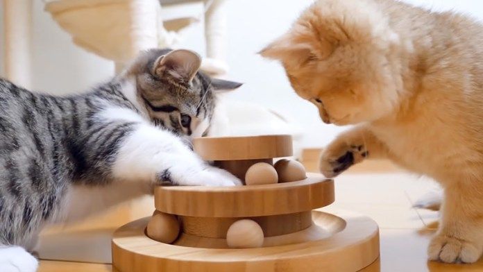 オモチャで遊ぶ子猫達