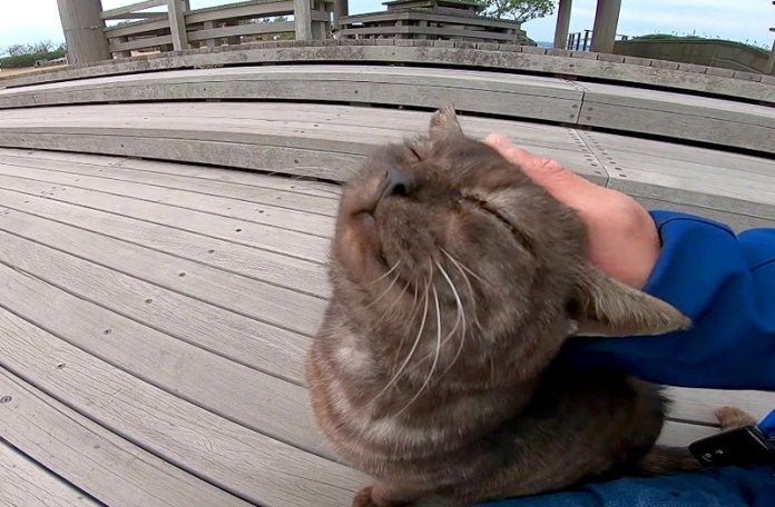 幸せそうに撫でられる猫