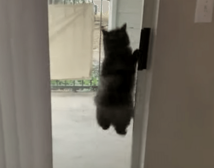 ただいま〜！帰ったよ〜！ジャンプでアピールする猫。